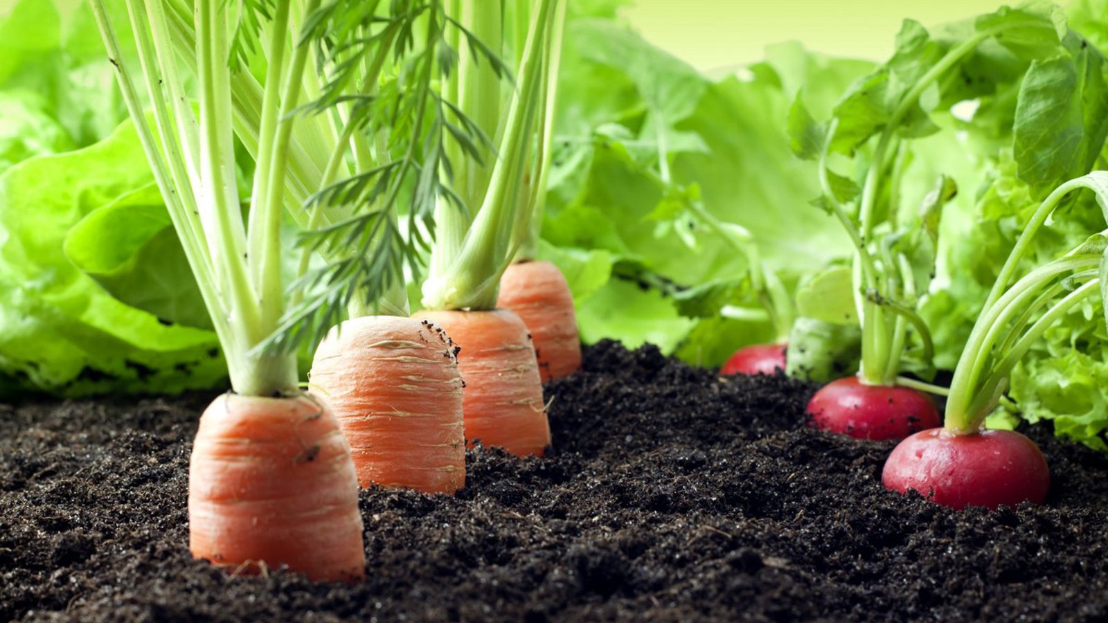 jharkhand-govt-to-develop-3000-clusters-for-organic-farming